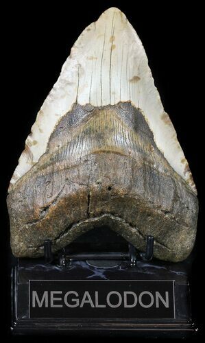Bargain, Megalodon Tooth - North Carolina #54750